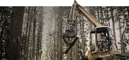 Construction machine in a forest