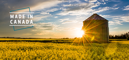 Canola field